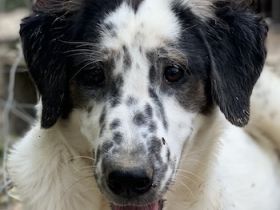 Lime, geb. ca. 02/2023, lebt in GRIECHENLAND, auf einer privaten Pflegestelle