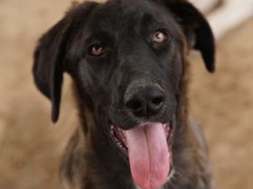 Niabi, geb. ca. 05/2023, lebt in GRIECHENLAND, auf einer privaten Pflegestelle