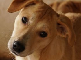 Phoenix, geb. ca. 07/2023, lebt in GRIECHENLAND, auf einer privaten Pflegestelle