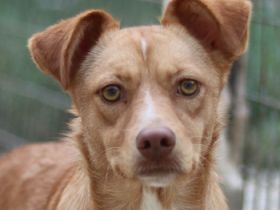 Rosalie, geb. ca. 12/2022, lebt in GRIECHENLAND, auf einer privaten Pflegestelle