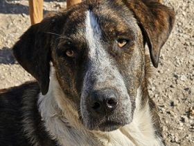 Saria, geb. ca. 07/2023, lebt in GRIECHENLAND, auf einer privaten Pflegestelle