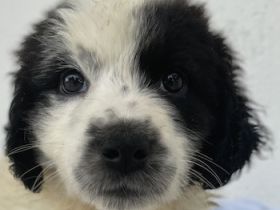 Yuni, geb. ca. 03/2023, lebt in GRIECHENLAND, im städt. Tierheim Serres