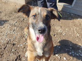 NICO  ca. 5-jähriger, aufgeschlossener Rüde, ca. 47 cm