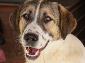 Canis, geb. ca. 12/2022, lebt in GRIECHENLAND, auf einer privaten Pflegestelle