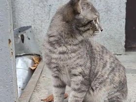 Ein Kätzchen aus Jessentuki (Russland) sucht ein neues Zuhause