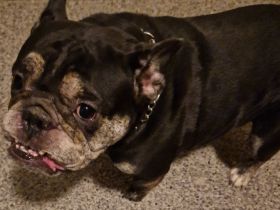 Sportliche Englische Bulldogge / English Bulldog sucht liebevolle Hände