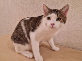 Süßer Kater sucht liebevolles Zuhause