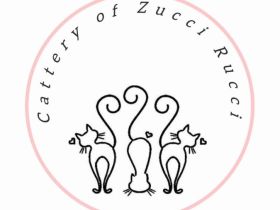 Cattery of Zucci Rucci