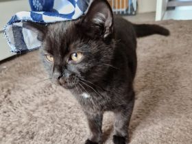 Schwarzes Britisch Kurzhaar Kitten (sofortige Abholung möglich)