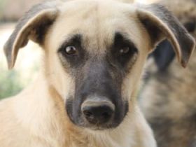 Carlchen, geb. ca. 03/2023, lebt in GRIECHENLAND, im städt. Tierheim Serres