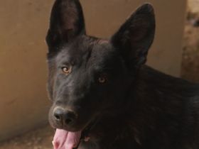 Zanders, geb. ca. 05/2023, lebt in GRIECHENLAND, auf einer privaten Pflegestelle