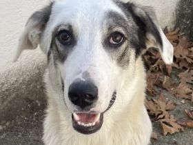 Younis, geb. ca. 02/2023, lebt in GRIECHENLAND, auf einer privaten Pflegestelle