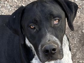 Wilson, geb. ca. 07/2023, lebt in GRIECHENLAND, auf einer privaten Pflegestelle