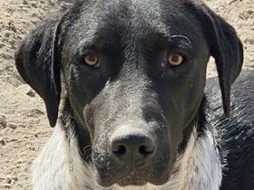 Tinu, geb. ca. 07/2023, lebt in GRIECHENLAND, auf einer privaten Pflegestelle