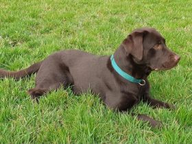 Labrador Deckrüde, braun