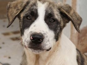 Snickers, geb. ca. 02/2023, lebt in GRIECHENLAND, im städt. Tierheim Serres