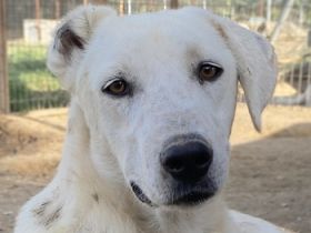 Santa, geb. ca. 06/2023, lebt in GRIECHENLAND, im städt. Tierheim Serres