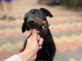 Rott - aktiver Hundemann