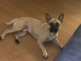 Französische Bulldogg mischling