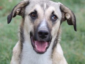 Peterchen, geb. ca. 03/2023, lebt in GRIECHENLAND, im städt. Tierheim Serres