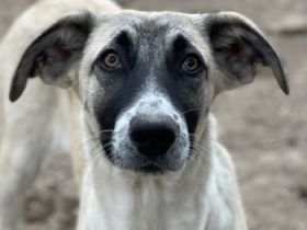 Olaf, geb. ca. 05/2023, lebt in GRIECHENLAND, im städt. Tierheim Serres