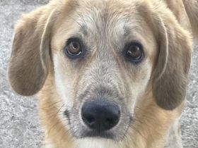 Berita, geb. ca. 01/2023, lebt in GRIECHENLAND, auf einem Gelände, auf dem die Hunde notdürftig vers