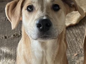 Honolulu, geb. ca. 07/2023, lebt in GRIECHENLAND, auf einer privaten Pflegestelle