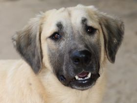 Klößchen, geb. ca. 03/2023, lebt in GRIECHENLAND, im städt. Tierheim Serres