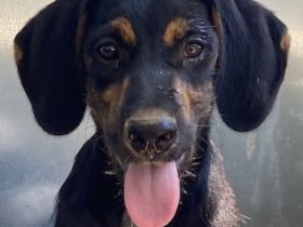 Keno, geb. ca. 04/2023, lebt in GRIECHENLAND, auf einer privaten Pflegestelle