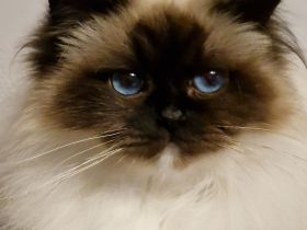 Heilige Birma mit Stammbaum