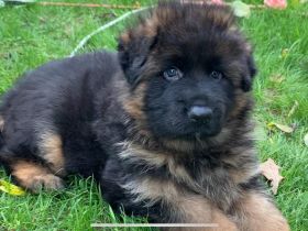 Deutscher Schäferhund Welpen