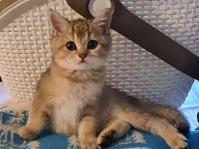 Britisch Kurzhaar Kitten Reinrassig und geimpft.