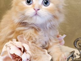 BKH BLH Kitten Abgabebereit Besichtigung wieder möglich