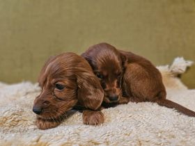 IRISH RED SETTER  reinrassig