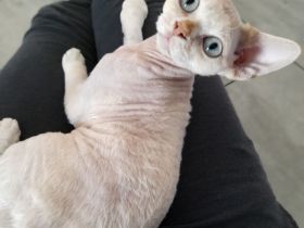 Devon rex Katerchen sucht eine neue Familie