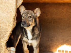 Eikko sucht ein liebevolles Zuhause