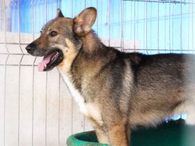 Eikko sucht ein liebevolles Zuhause