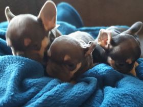 Französische Bulldoggen Hündinnen