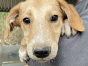 Chicago, geb. ca. 07/2023, lebt in GRIECHENLAND, auf einer privaten Pflegestelle