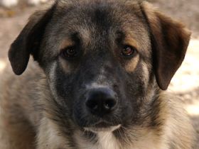 Davio, geb. ca. 06/2023, lebt in GRIECHENLAND, im städt. Tierheim Serres