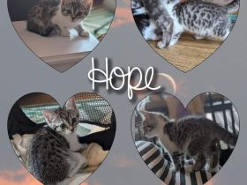 Süße Babykatze mit Zubehör