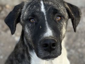 Filino, geb. ca. 07/2023, lebt in GRIECHENLAND, auf einer privaten Pflegestelle