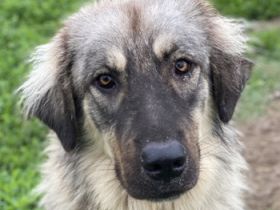 Hagan, geb. ca. 03/2023, lebt in GRIECHENLAND, im städt. Tierheim Serres