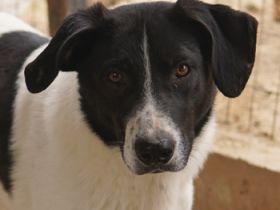 Grecco, geb. ca. 11/2022, lebt in GRIECHENLAND, im städt. Tierheim Serres