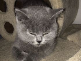 Babykatze Britischkurzhaar