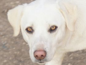 Gianna, geb. ca. 02/2022, lebt in GRIECHENLAND, im städt. Tierheim Serres