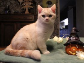 BKH Kitten mit Stammbaum vom BdK