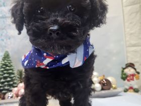 Reinrassige Süße Zwergpudelwelpen