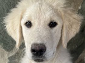 Gamora, geb. ca. 07/2023, lebt in GRIECHENLAND, auf einer privaten Pflegestelle