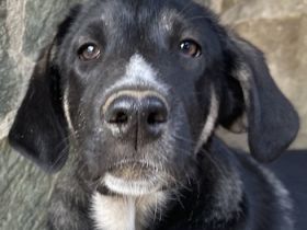 Mantis, geb. ca. 07/2023, lebt in GRIECHENLAND, auf einer privaten Pflegestelle